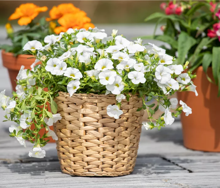 Pflanzgefäße aus unterschiedlichen Materialien – Eine Übersicht Pflanzgefäße aus unterschiedlichen Materialien – Eine Übersicht