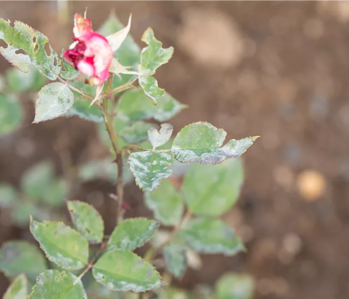 Die häufigsten Pflanzenkrankheiten erkennen und bekämpfen