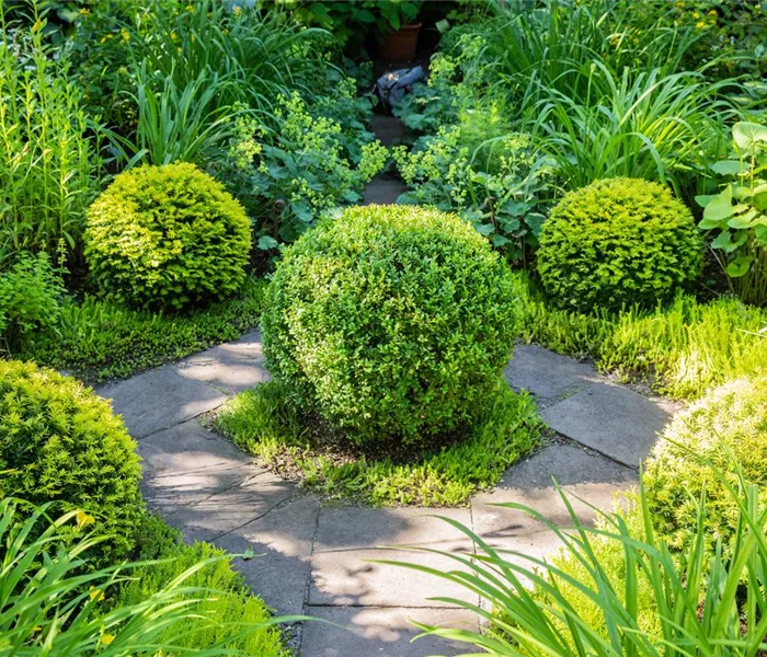 Buchsbaum als immergrüner Klassiker in Garten und Co.
