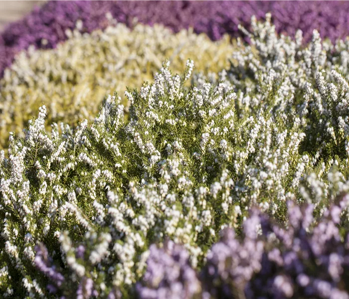 Heide in den unterschiedlichsten Farben für Garten und Balkon