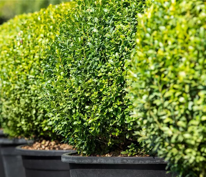 Buchsbaum pflanzen und pflegen lohnt sich 
