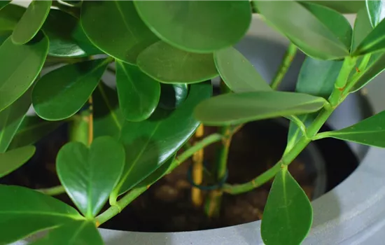 Balsamapfel - Umtopfen