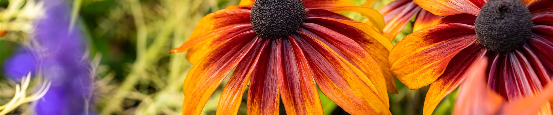 Rudbeckia hirta 'Chocolate Orange'
