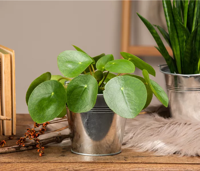 Die besonderen Eigenschaften von Zimmerpflanzen kennenlernen