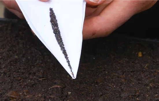 Zitronenmelisse - Aussaat