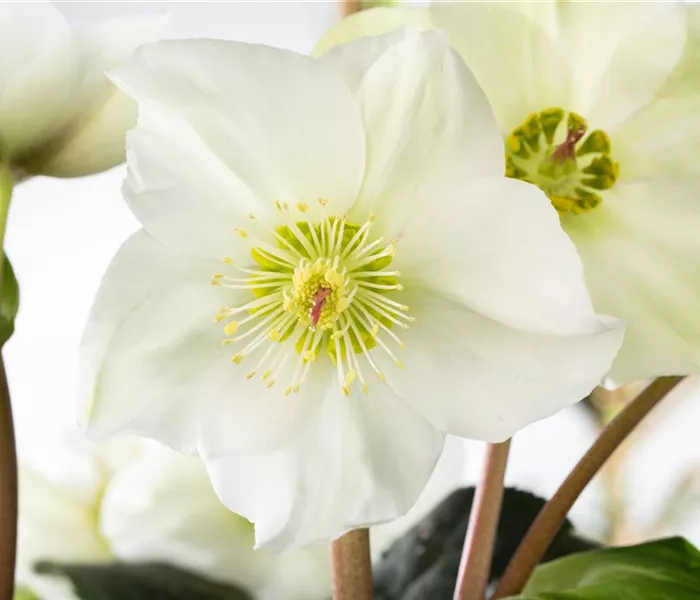 Christrosen im Garten als Blütenhighlight im Winter