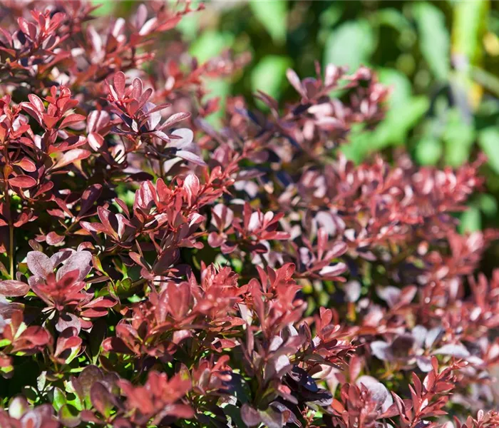 Das Multitalent Berberitze pflanzen und pflegen