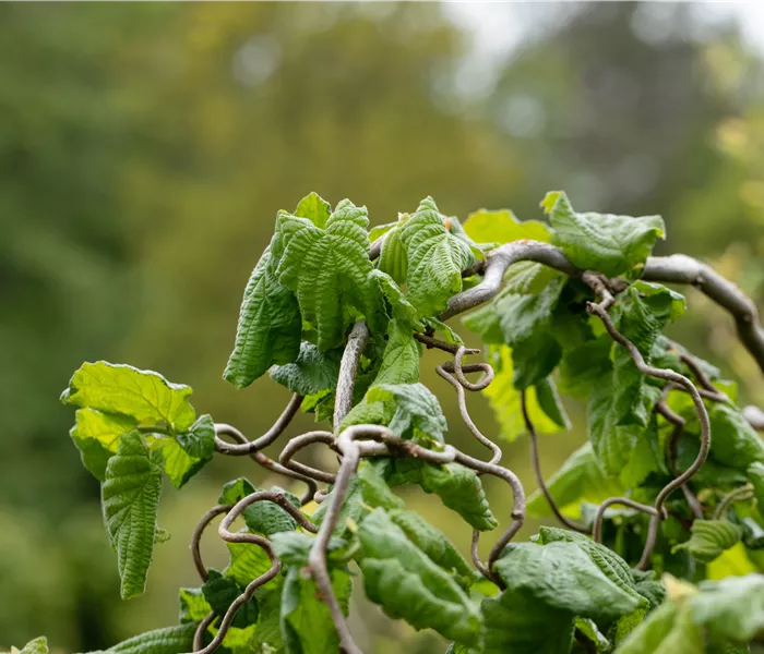 Beliebte Laubgehölze für den eigenen Garten Beliebte Laubgehölze für den eigenen Garten