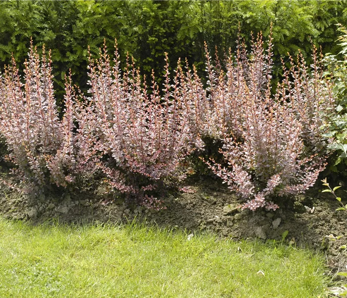 Berberitzen bereichern den Garten in jeder Hinsicht Berberitzen bereichern den Garten in jeder Hinsicht