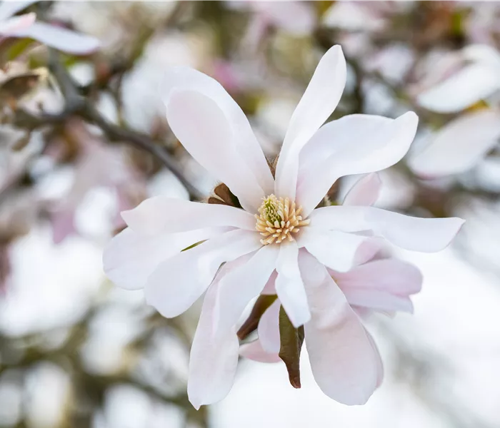 Frühblühende Gehölze zum Start ins neue Gartenjahr