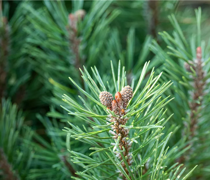 Die passenden Nadelgehölze für jeden Standort im Garten