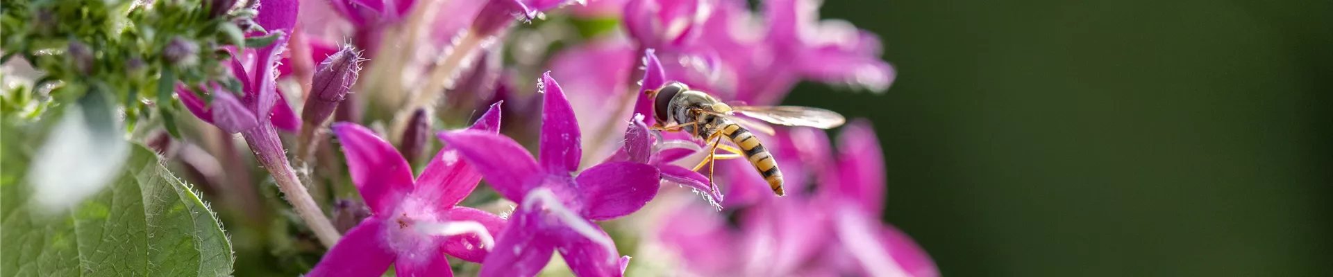 Schwebfliege