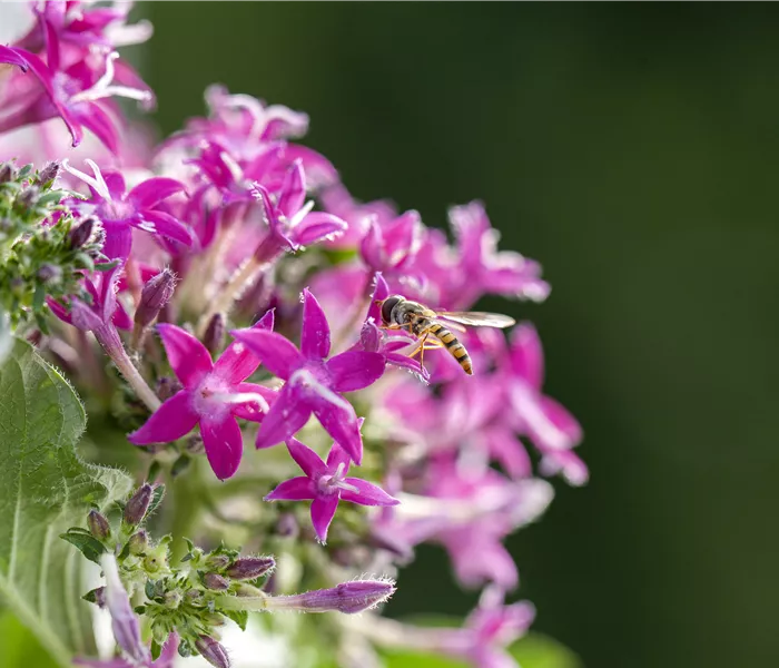 So funktioniert der Pflanzenschutz im Naturgarten