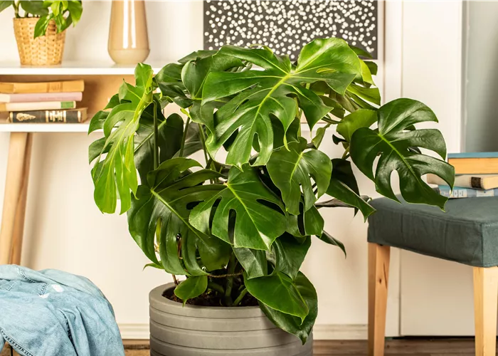 Die 5 besten Pflanzen fürs Homeoffice Die 5 besten Pflanzen fürs Homeoffice