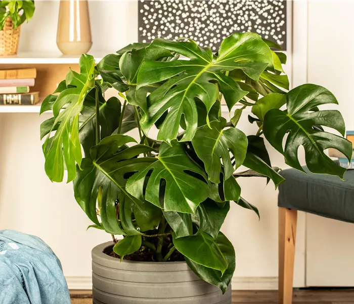 Die 5 besten Pflanzen fürs Homeoffice Die 5 besten Pflanzen fürs Homeoffice