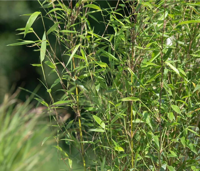 Besonderheiten beim Bambus kennen und lieben lernen Besonderheiten beim Bambus kennen und lieben lernen