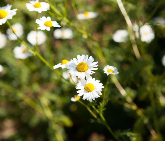 8 Pflanzen für die Gesundheit, die jeder kennen sollte