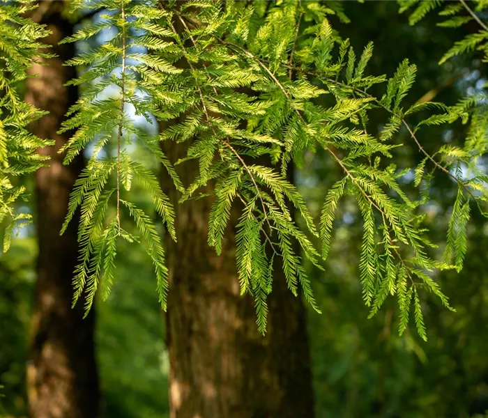 Die beliebtesten Nadelgehölze – Stars mit Nadeln im Garten