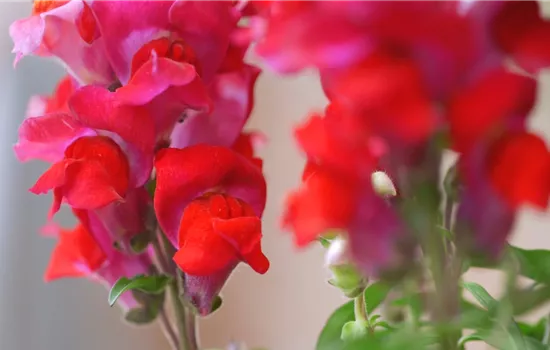 Löwenmaul - Einpflanzen im Garten