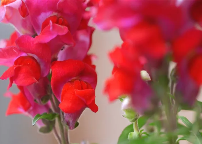 Löwenmaul - Einpflanzen im Garten