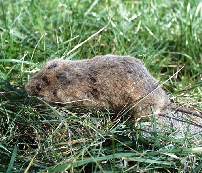 Das jeweils richtige Mittel zur Schädlingsbekämpfung finden Das jeweils richtige Mittel zur Schädlingsbekämpfung finden