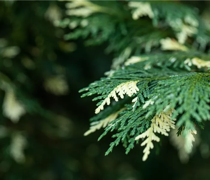 Nadelgehölze kaufen und das ganze Jahr Farbe genießen