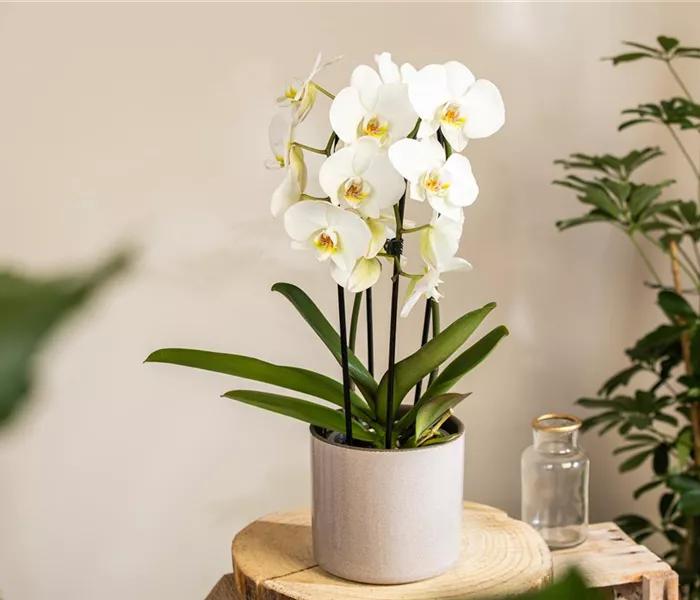 Orchideen kaufen und ihre Schönheit genießen