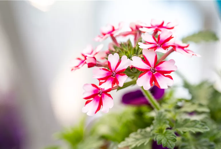 Verbena Hybride, weiß-rot