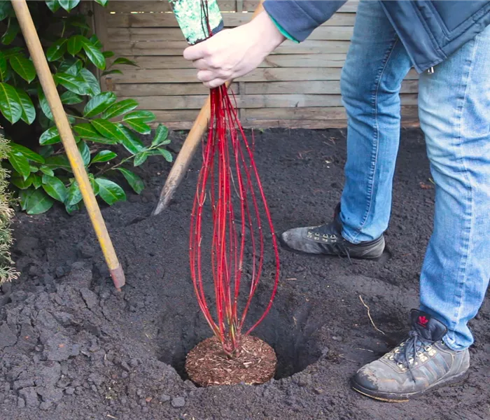 Hartriegel - Einpflanzen im Garten
