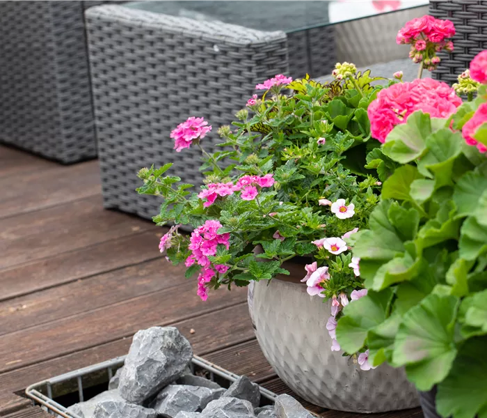 Beet- und Balkonpflanzen – Die schönsten Kandidaten Beet- und Balkonpflanzen – Die schönsten Kandidaten