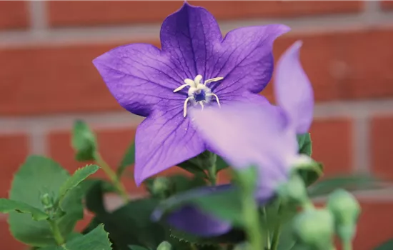 Ballonblume- Einpflanzen im Garten