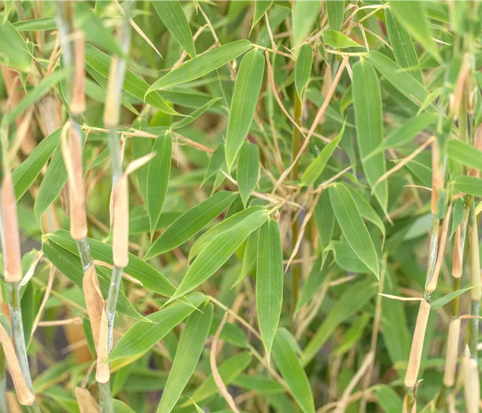 Begleitpflanzen für Bambus, die ihn in Szene setzen Begleitpflanzen für Bambus, die ihn in Szene setzen