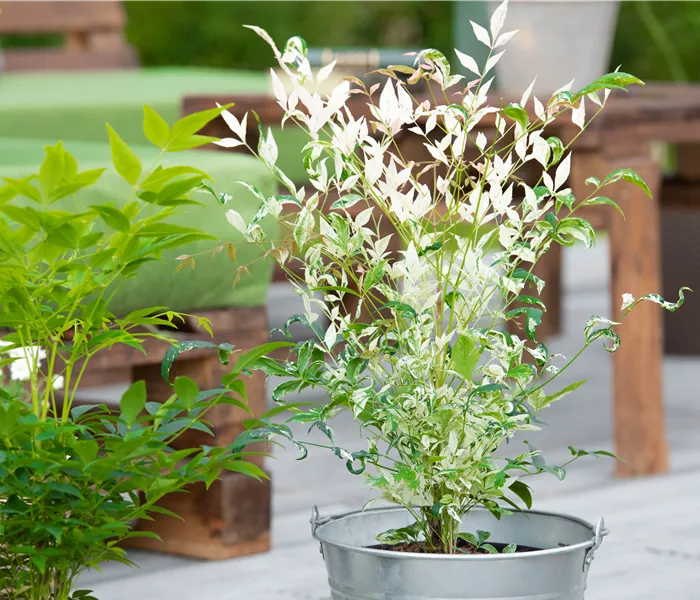 Bambus pflegen und Garten und Balkon verschönern Bambus pflegen und Garten und Balkon verschönern