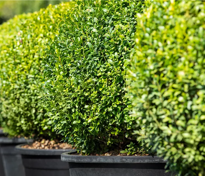 Buchsbaum pflanzen und pflegen lohnt sich 