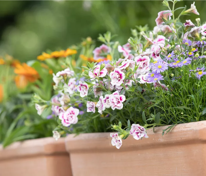 Schädlinge auf dem Balkon bekämpfen