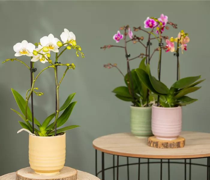 Orchideen pflanzen und Exotik genießen