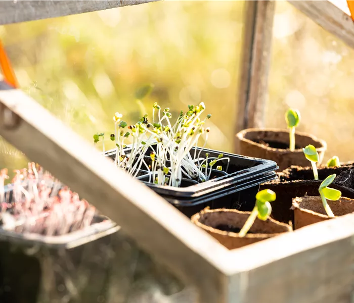 Mit einem Mini-Gewächshaus das ganze Jahr über gärtnern