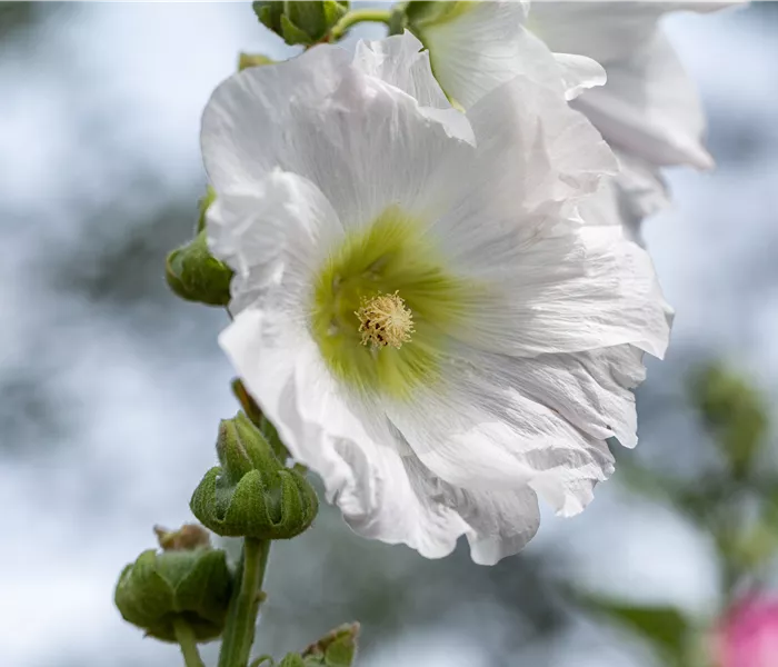 Begleitpflanzen für Rosen – So kommen die Königinnen groß raus