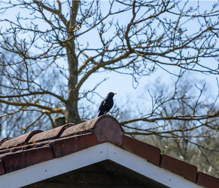 10 Tipps für einen tierfreundlichen Garten
