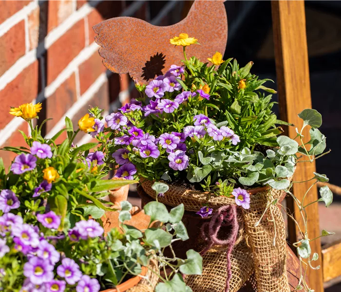 Beet- und Balkonpflanzen pflegen und bunte Blüten bewundern Beet- und Balkonpflanzen pflegen und bunte Blüten bewundern