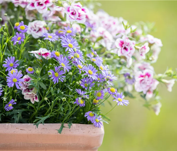 Beet- und Balkonpflanzen schneiden – Ja oder nein? Beet- und Balkonpflanzen schneiden – Ja oder nein?