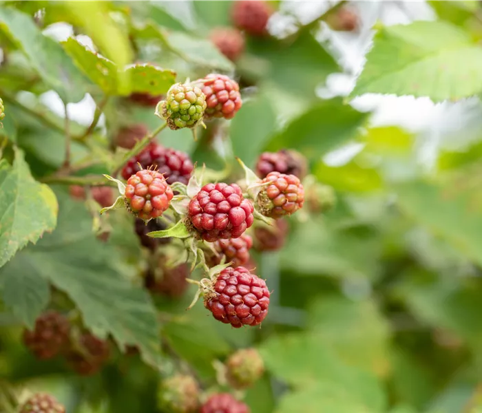 Im Frühjahr Brombeeren pflanzen für eine erfolgreiche Ernte