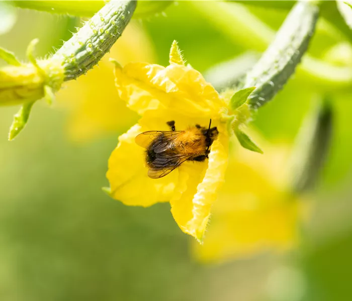 Bienenfreundliche Pflanzen für Garten und Co. Bienenfreundliche Pflanzen für Garten und Co.