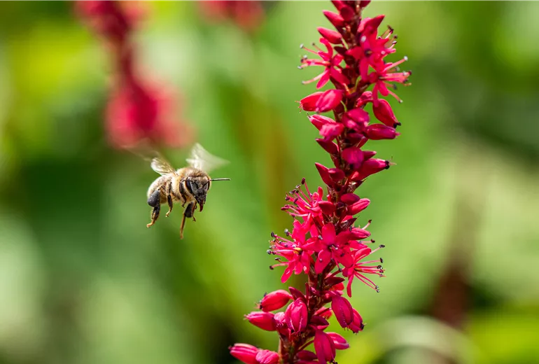 Fliegende Biene