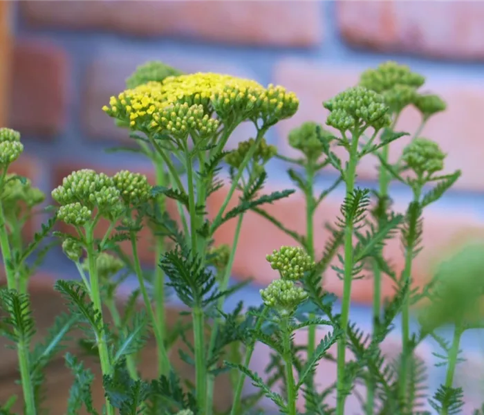 Schafgarbe - Einpflanzen im Garten (gelb)