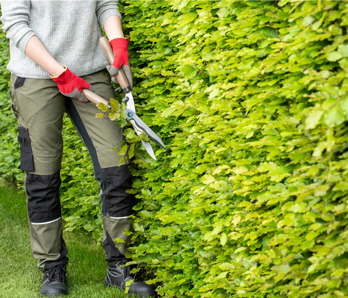 Dekorativ und praktisch zugleich: Die Hecke als Sichtschutz 