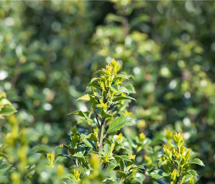 Immergrüne Laubgehölze für einzigartige Hecken und Gärten