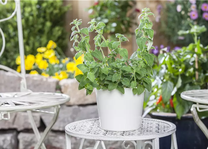 Mediterrane Kräuter im eigenen Garten – Genuss für alle Sinne