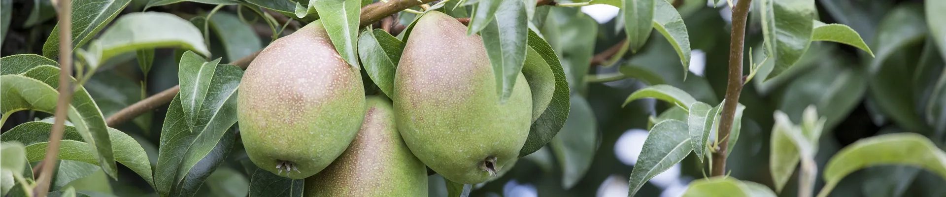 Pyrus communis