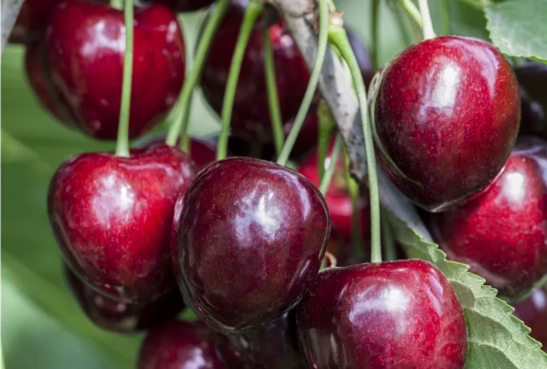 Prunus avium 'Kordia'®